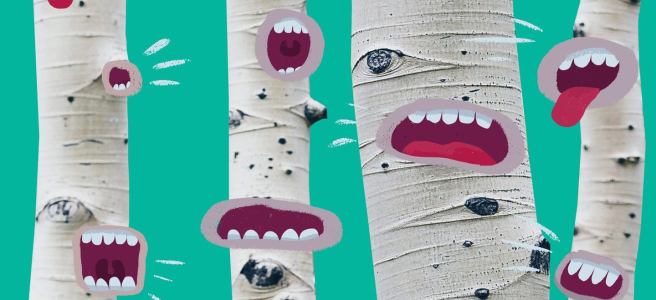 Four white-bark trees with cartoon open mouths drawn on them, making a variety of facial expressions.
